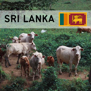 Sri Lanka - Cow (1/7 Part)