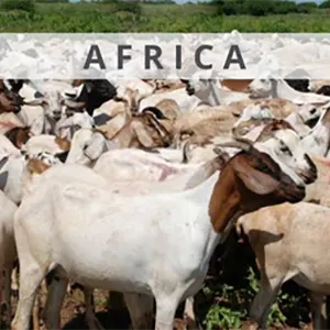 Africa Goat