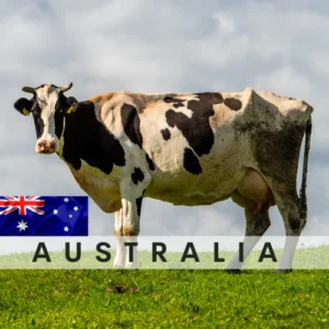 Australian Cow 1/7 Part – (Qurban done in Australia) – Delivered to Singapore