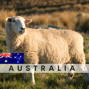 Australian Sheep – (Qurban done in Australia) – All to Singapore