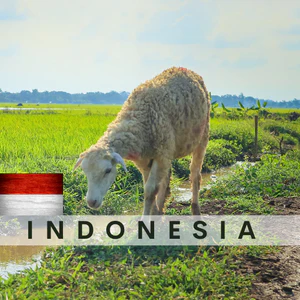 Indonesia Sheep