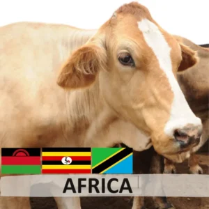 Africa Cow (1/7 Portion)