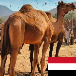 Yemen Camel (1/7 Portion)