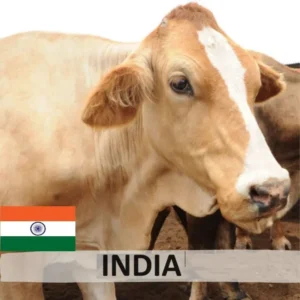 India Cow (1/7 Portion)