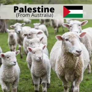 Palestine Lamb – (Qurban done in Australia) – All to Palestine