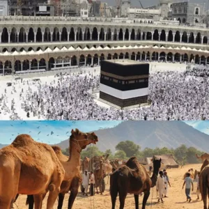 Makkah Camel (whole)